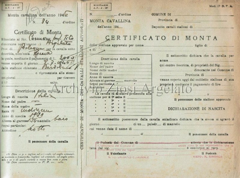 Certificato di monta cavallina 1946