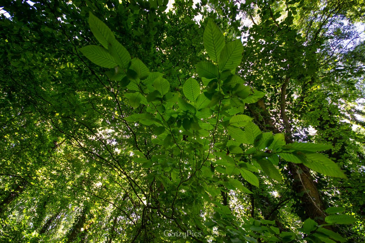Bosco della Panfilia Sant'Agostino