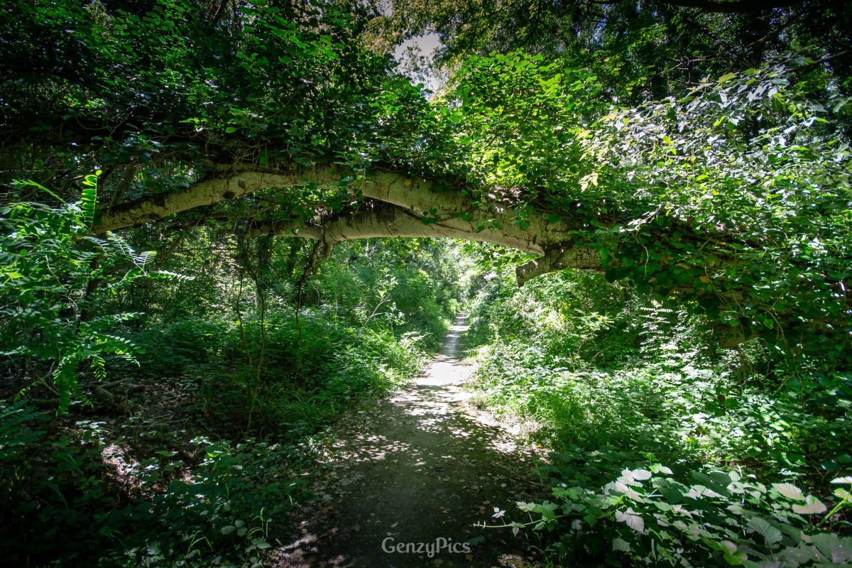 Bosco Panfilia - Pioppo bianco