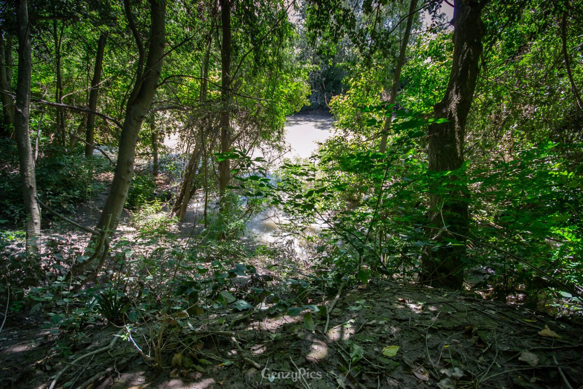 Bosco della Panfilia - sponda del fiume Reno