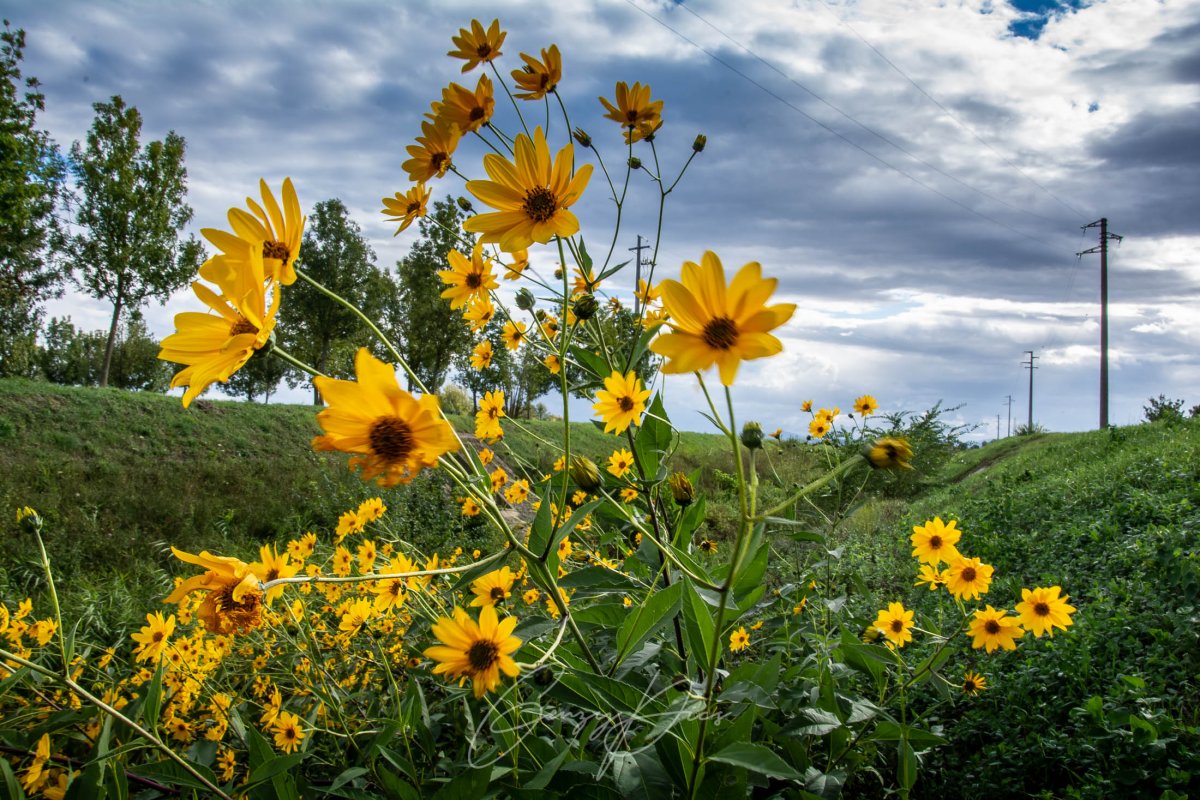 Margheritone gialle di campagna