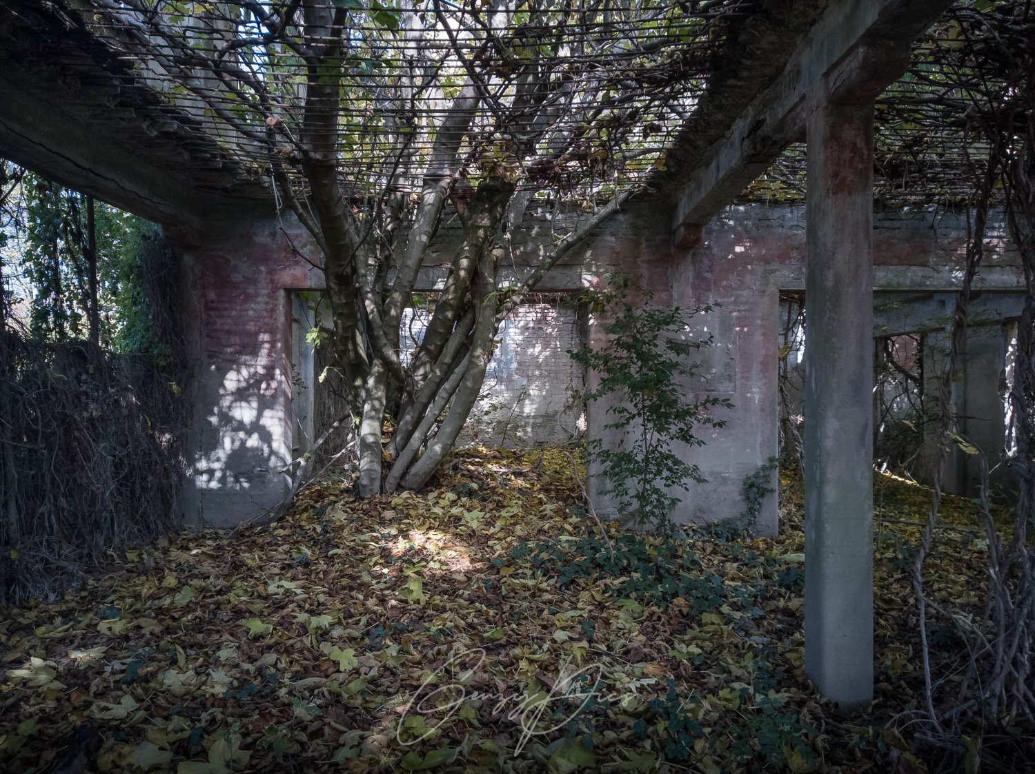 Fico che cresce all'interno della colonia elioterapica