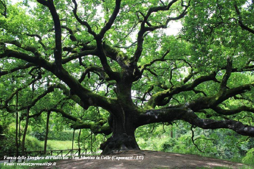 Farnia delle Streghe e o di Pinocchio