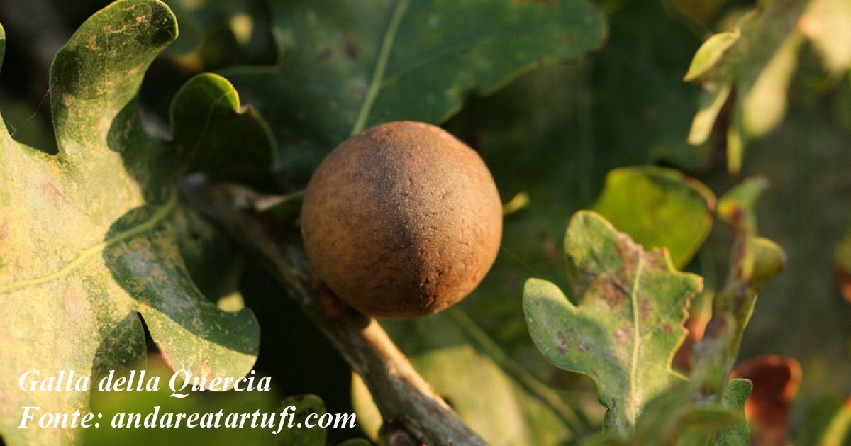 Galla della quercia
