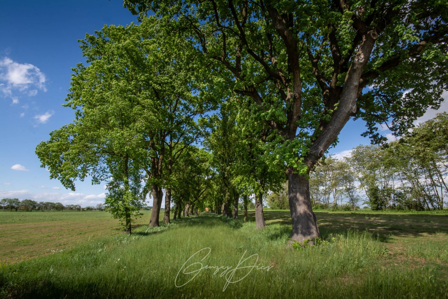 Viale Villani, querce farnia secolari