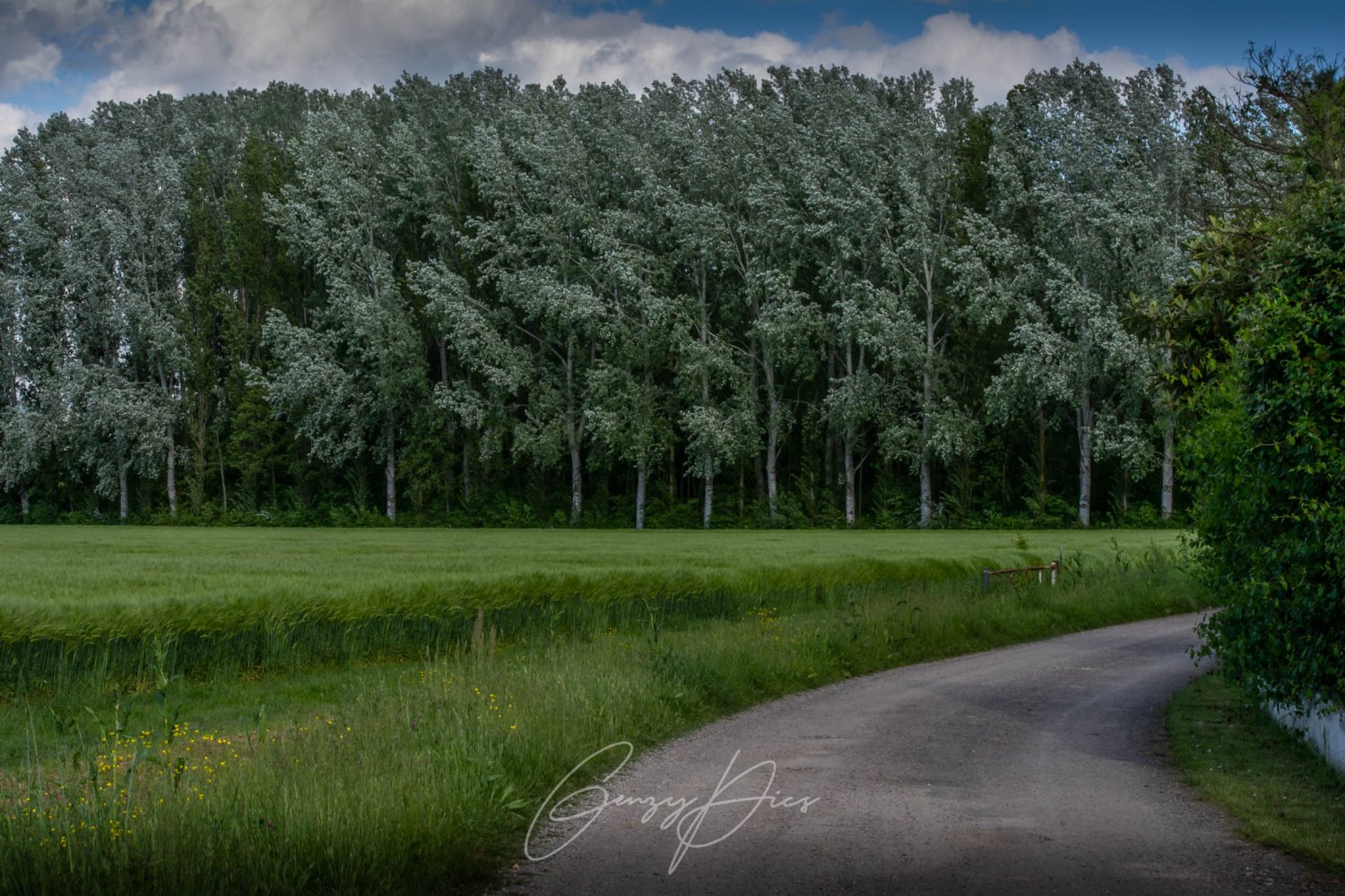 Pioppeto nella campagna di Lovoleto