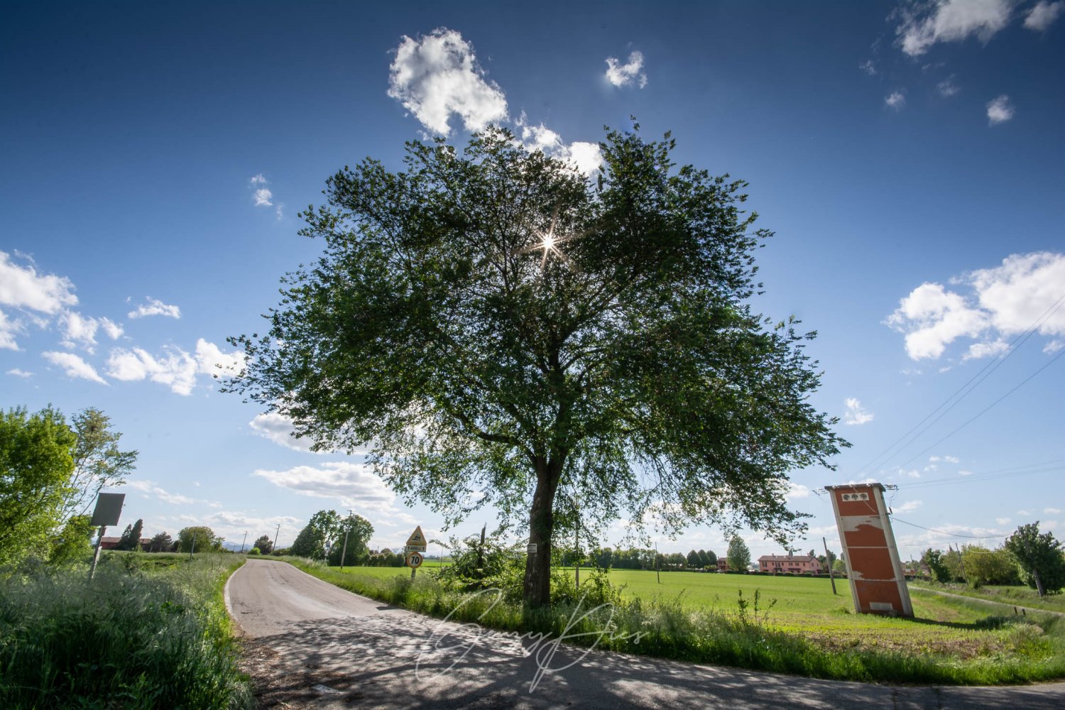 Olmo Campestre, campagna di Lovoleto