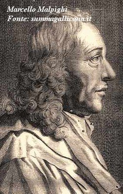 Marcello Malpighi