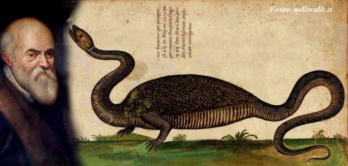 Drago di Bologna - Draco Bononiensis