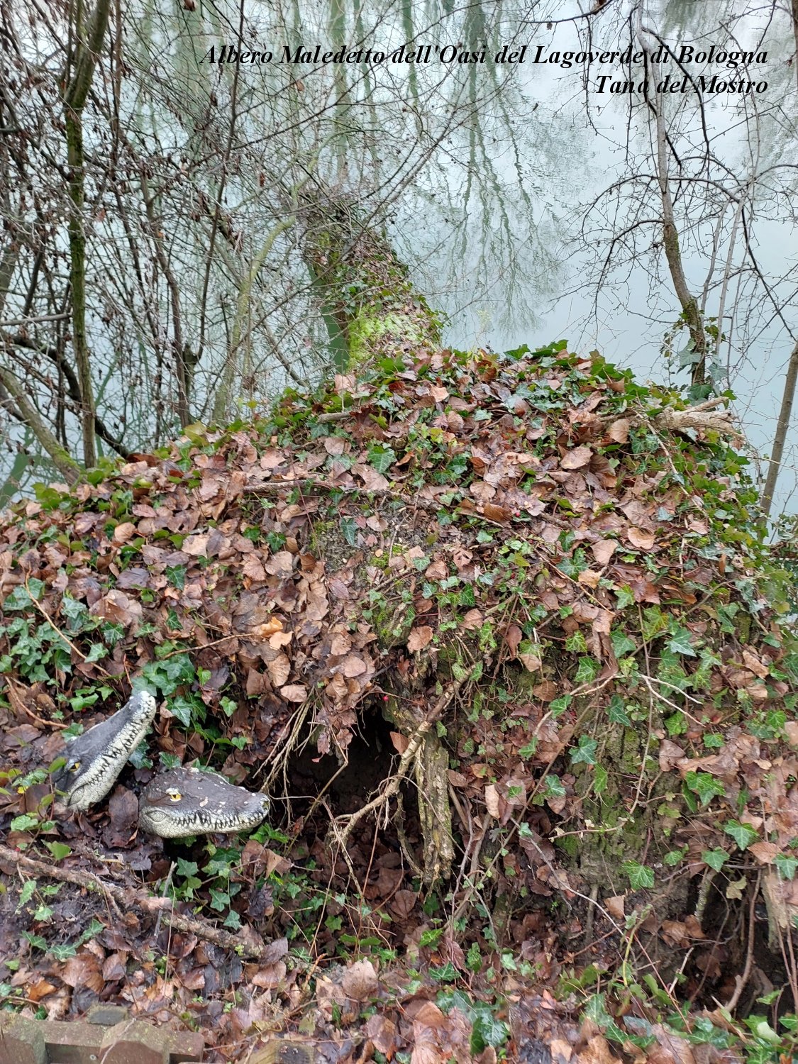 Albero Maledetto dell'Oasi Lagoverde