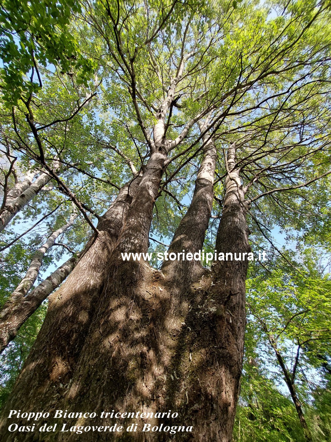 Pioppo bianco tricentenario