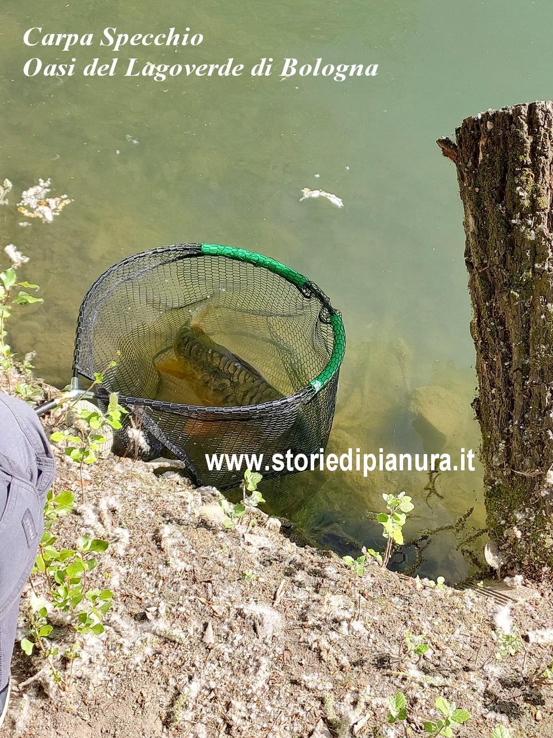 Carpa Specchio catturata da un bambino