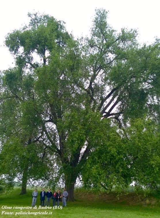 Olmo monumentale di Budrio (BO)