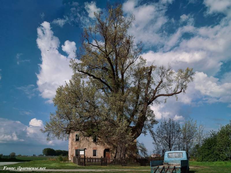 Olma di Campagnola, Reggio Emilia