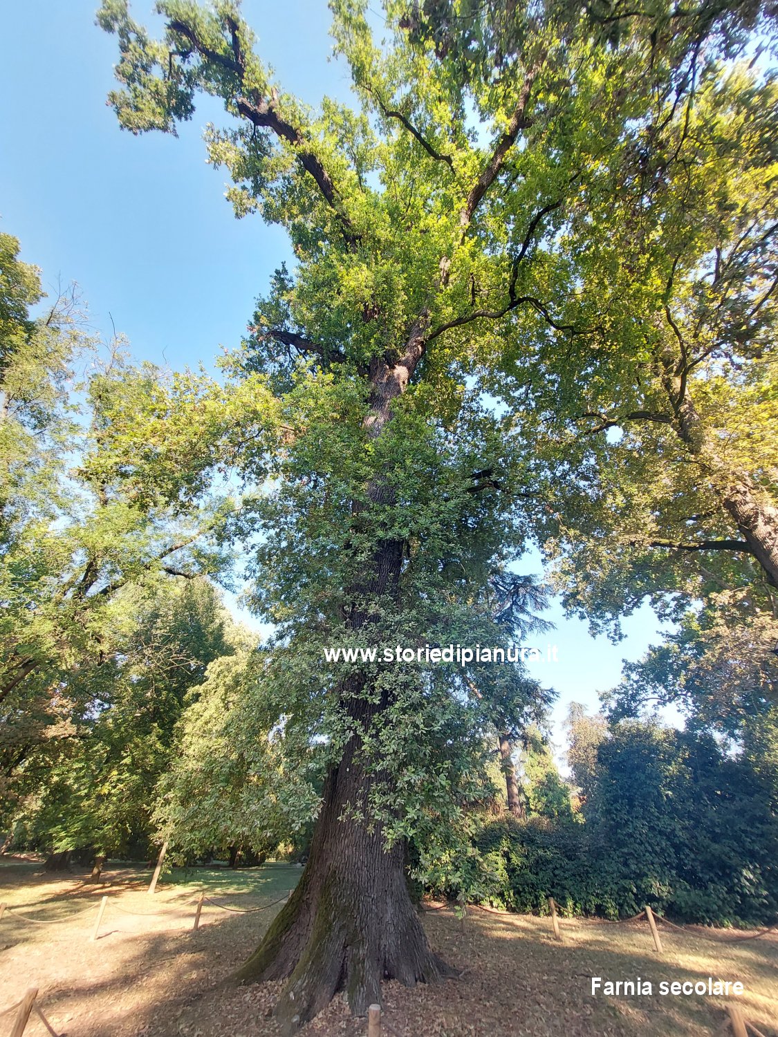 Farnia secolare di Parco Massari, Ferrara