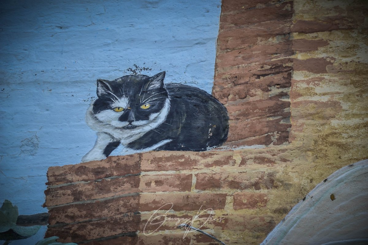 Gatto nero e bianco dipinto da Gino Pellegrini