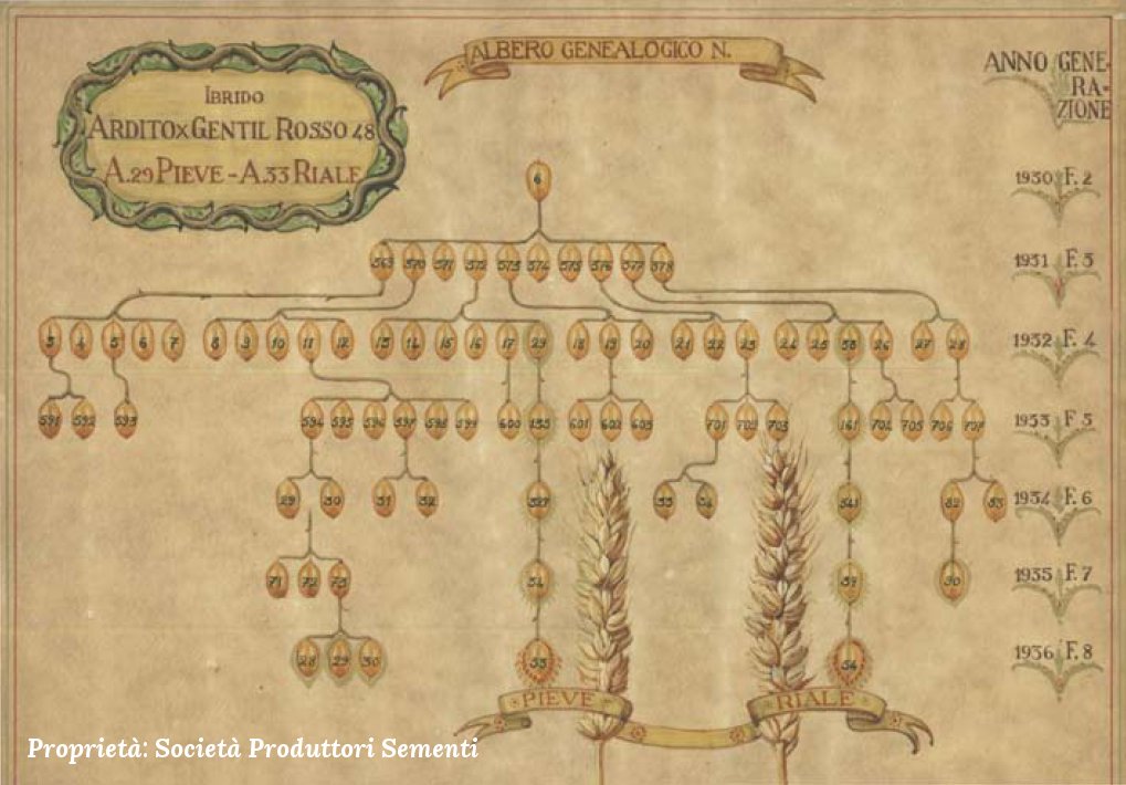 Albero genealogico delle varietà di frumento tenero Pieve e Riale