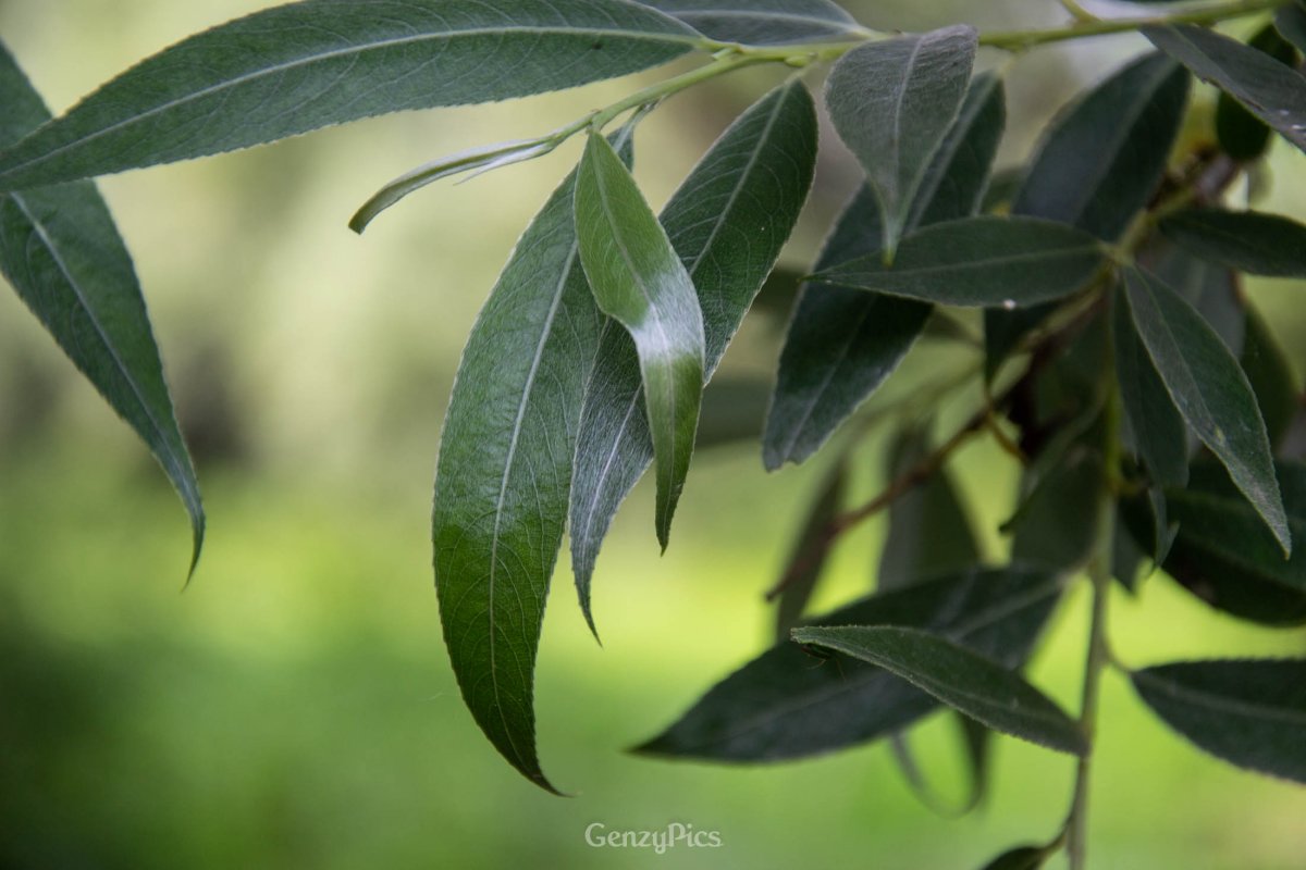Salice Bianco lungo il Fiume Reno