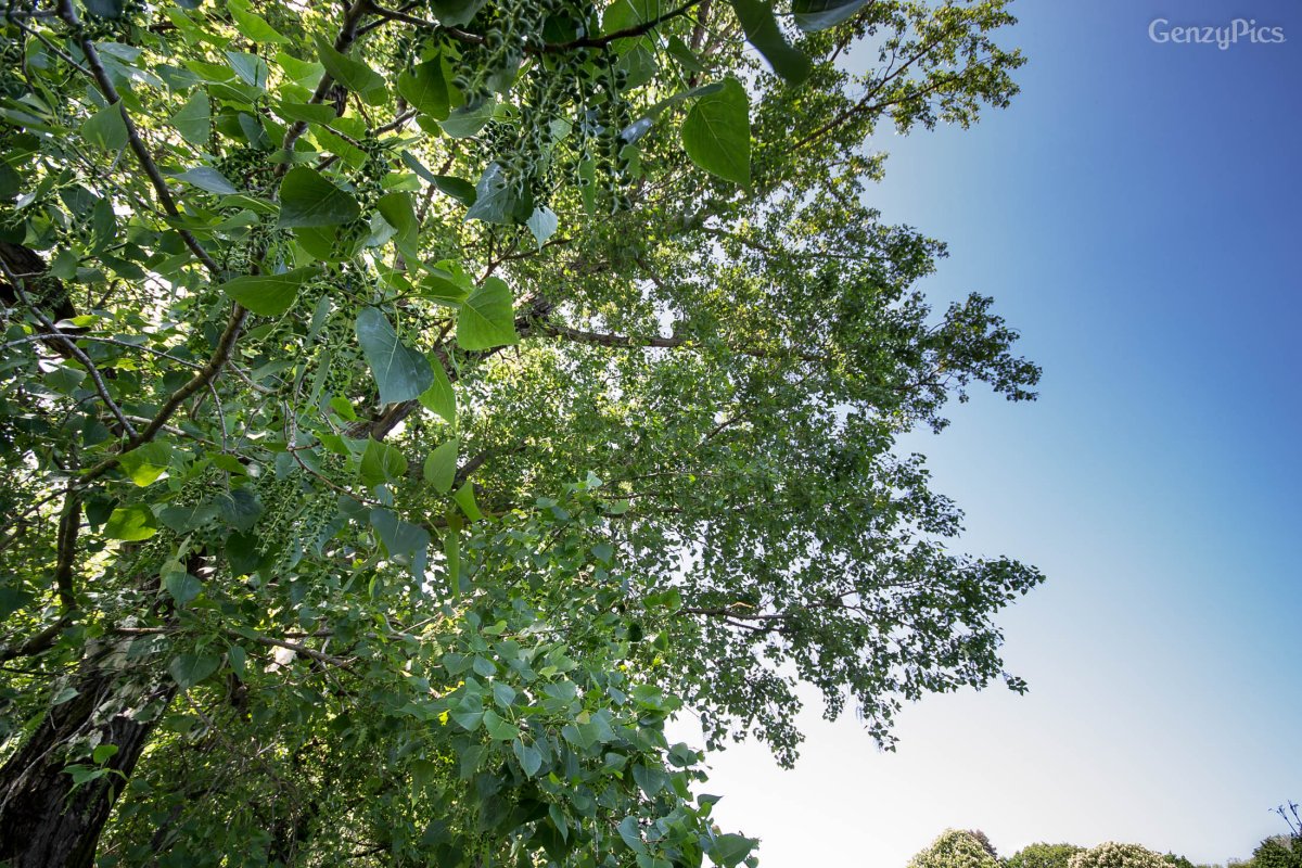 Pioppo Nero, Populus Nigra - Malacappa