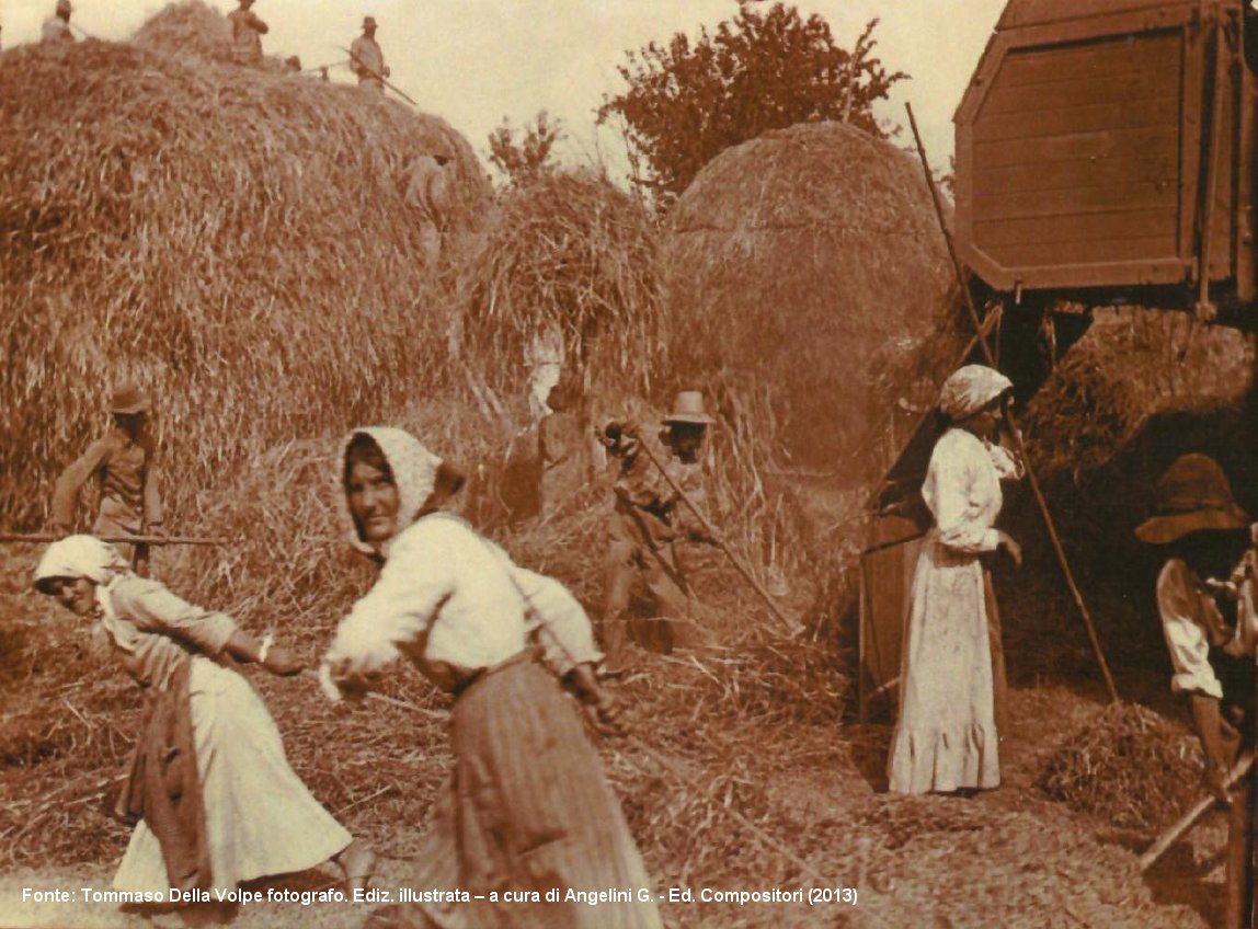 Tommaso Della Volpe, battitura del grano