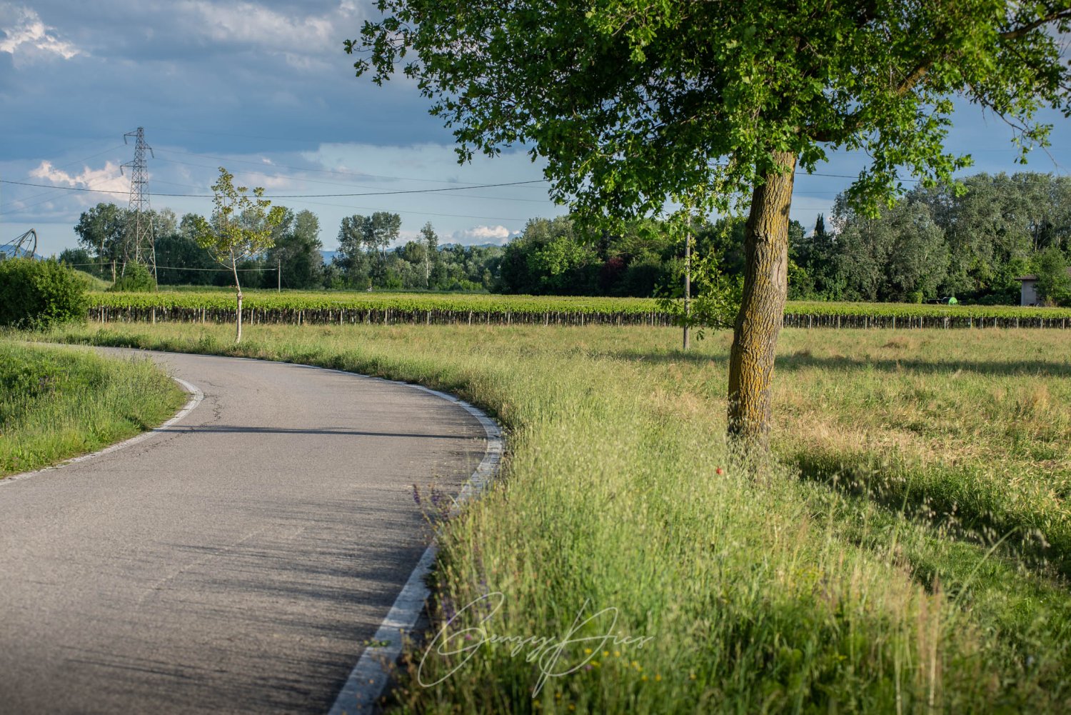 Itinerari di pianura, alberi sulla strada