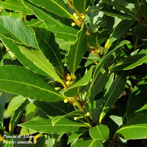 Pianta di Alloro
