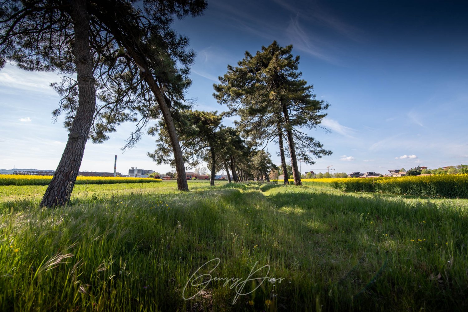 Villa Gozzadini, viale di pini
