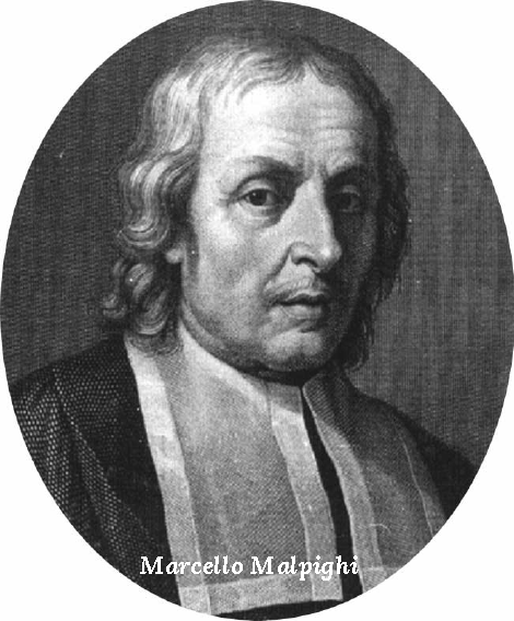 Marcello Malpighi, illustre scienziato