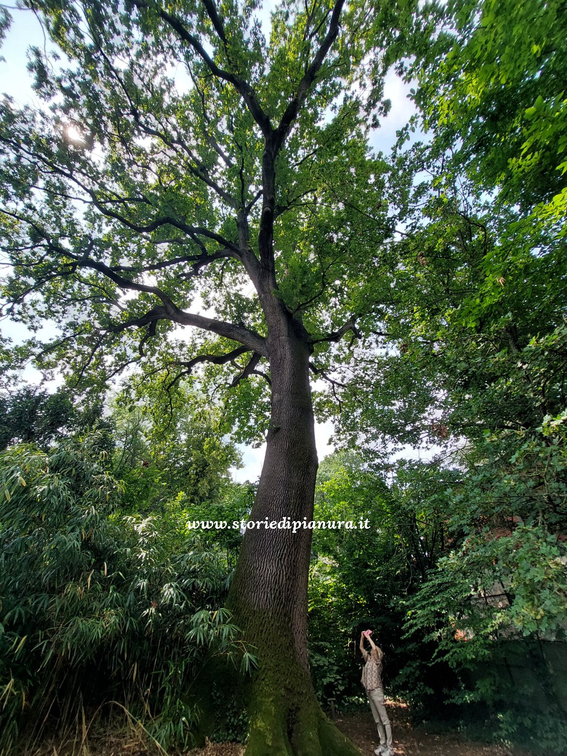Farnia monumentale di Villa Malpighi-Salina