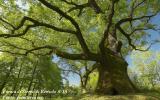 La Farnia, quercia signora della pianura bolognese