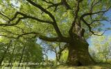 La Farnia, quercia signora della pianura bolognese