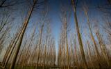 Il pioppeto: un sistema agricolo rispettoso dell'ambiente