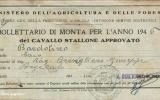 L'incredibile prestazione dello Stallone Bardolino